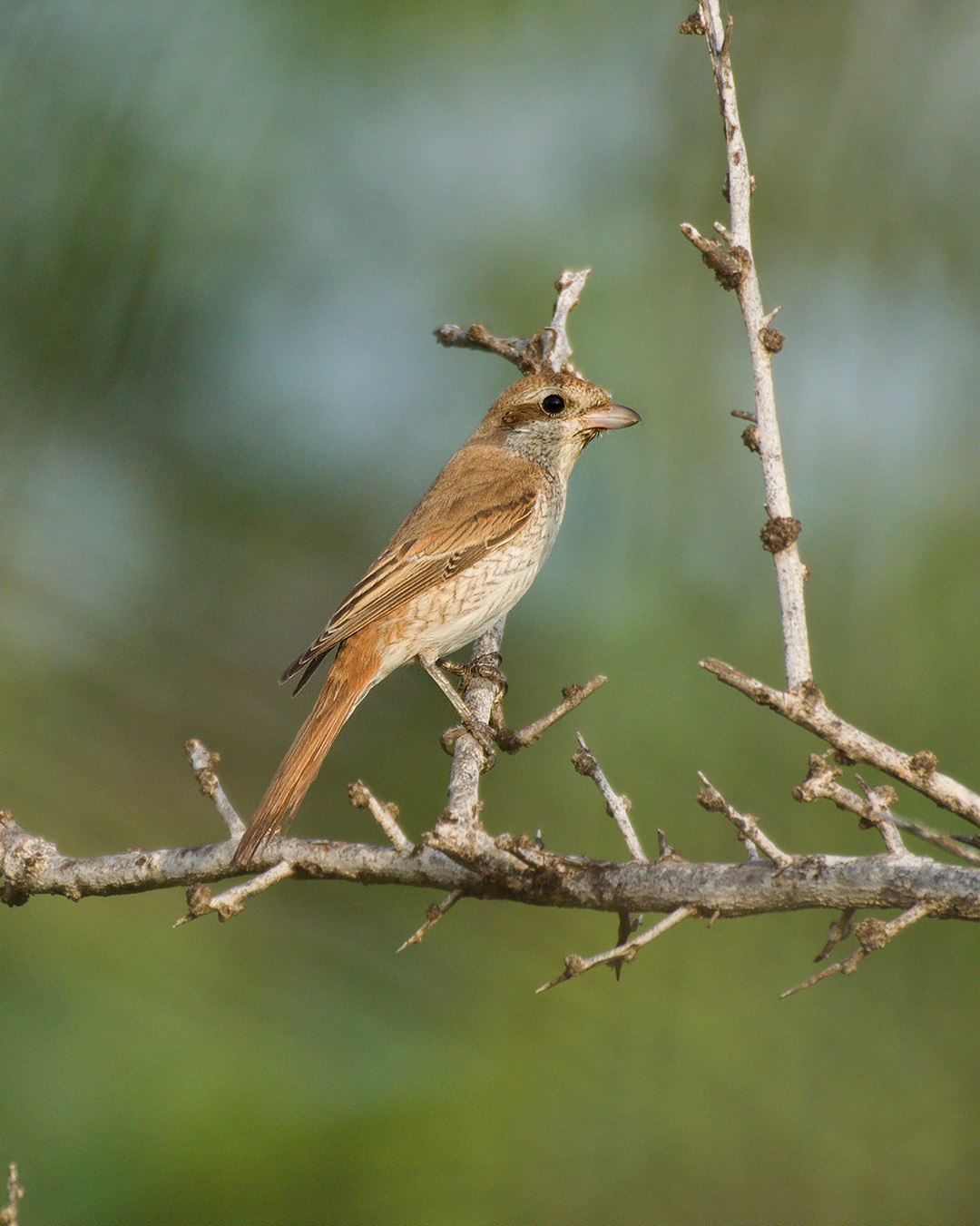 Red-tailed Shrike